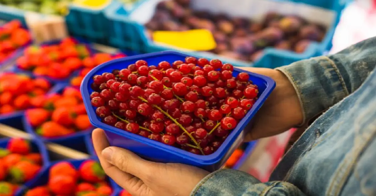 brouwer fruit - kersen verkoop